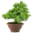 Pinus pentafila, 21,5 cm, ± 25 years old