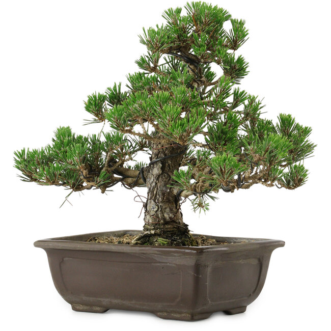 Pinus thunbergii Kotobuki, 27 cm, ± 35 jaar oud, met een nebari van 4,5 cm