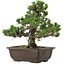 Pinus thunbergii Kotobuki, 27 cm, ± 35 anni, con nebari di 4,5 cm