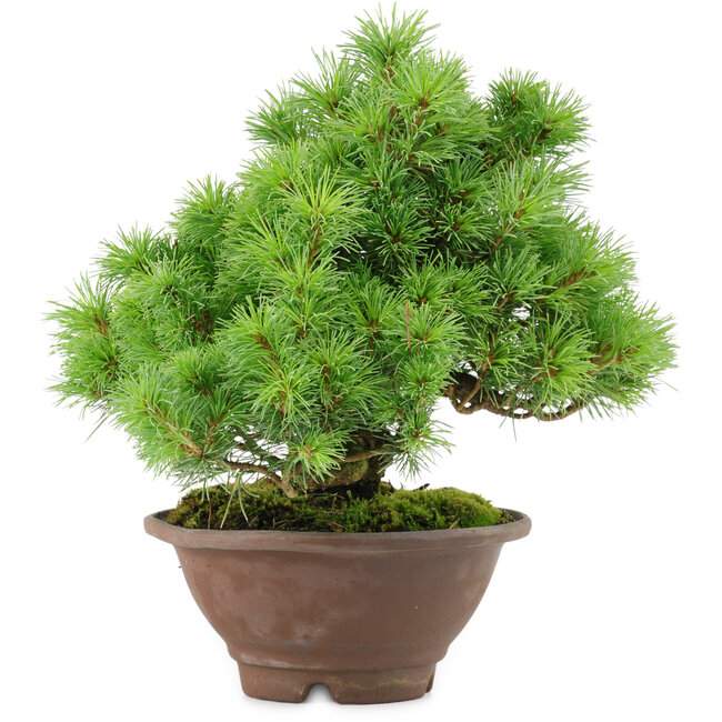 Pinus pentafila, 21,5 cm, ± 25 jaar oud
