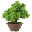Pinus pentafila, 21,5 cm, ± 25 years old