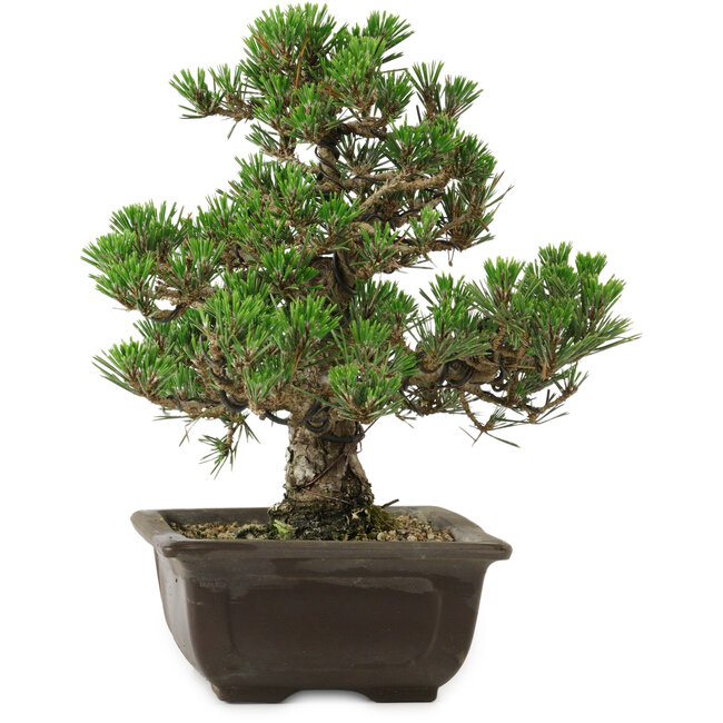 Pinus thunbergii Kotobuki, 27 cm, ± 35 años, con un nebari de 4,5 cm.