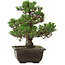 Pinus thunbergii Kotobuki, 27 cm, ± 35 anni, con nebari di 4,5 cm