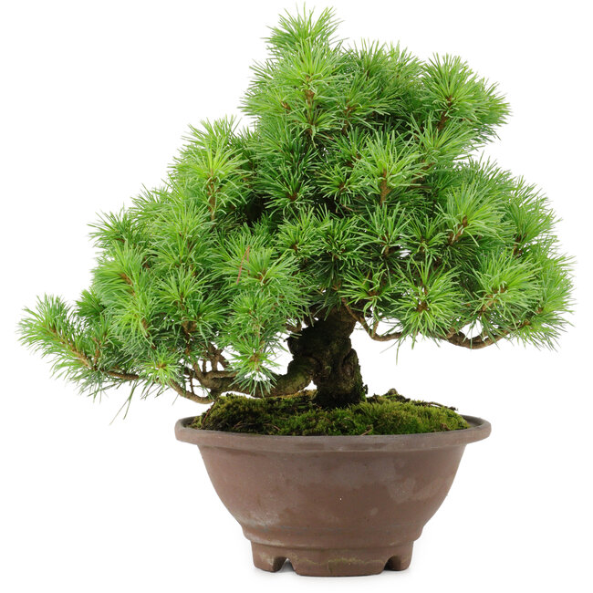 Pinus pentafila, 21,5 cm, ± 25 años de edad