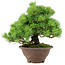 Pinus pentafila, 21,5 cm, ± 25 anni