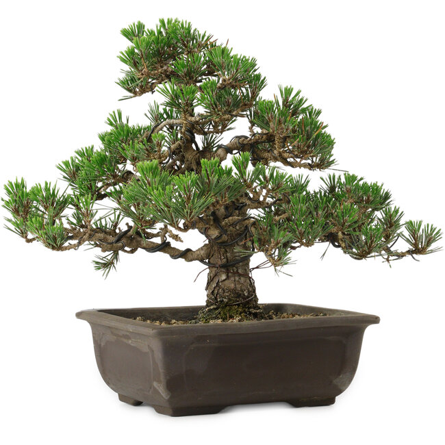 Pinus thunbergii Kotobuki, 27 cm, ± 35 años, con un nebari de 4,5 cm.