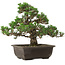 Pinus thunbergii Kotobuki, 27 cm, ± 35 years old, with a nebari of 4,5 cm