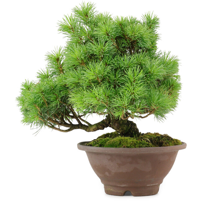 Pinus pentafila, 21,5 cm, ± 25 anni