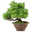 Pinus pentafila, 21,5 cm, ± 25 years old