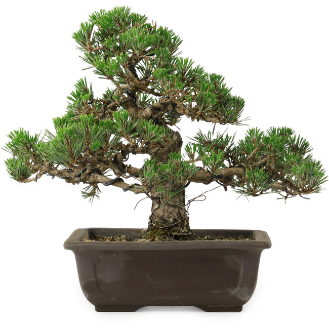 Pinus thunbergii Kotobuki, 27 cm, ± 35 years old, with a nebari of 4,5 cm