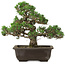 Pinus thunbergii Kotobuki, 27 cm, ± 35 anni, con nebari di 4,5 cm