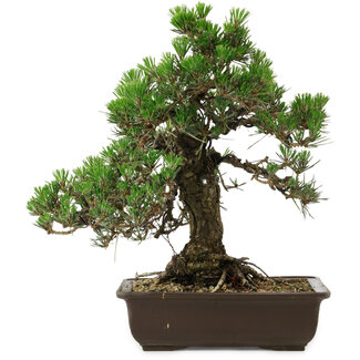 Pinus thunbergii Kotobuki, 34 cm, ± 30 years old