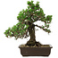 Pinus thunbergii Kotobuki, 34 cm, ca. 30 Jahre alt, mit einem Wurzelansatz von 4,5 cm