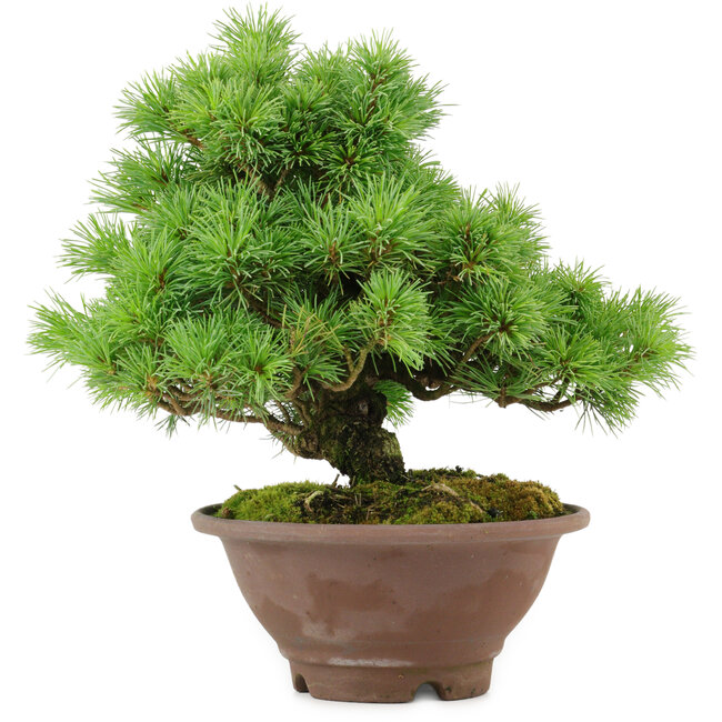 Pinus pentafila, 21,5 cm, ± 25 anni