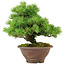 Pinus pentafila, 21,5 cm, ± 25 years old