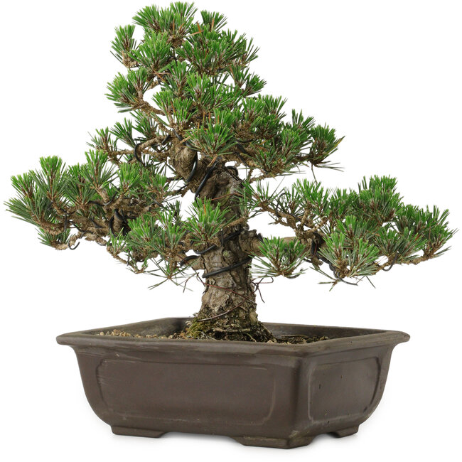 Pinus thunbergii Kotobuki, 27 cm, ca. 35 Jahre alt, mit einem Wurzelansatz von 4,5 cm