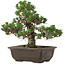 Pinus thunbergii Kotobuki, 27 cm, ± 35 ans, avec un nebari de 4,5 cm