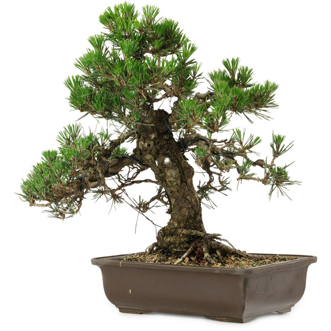 Pinus thunbergii Kotobuki, 34 cm, ± 30 anni, con nebari di 4,5 cm