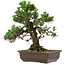 Pinus thunbergii Kotobuki, 34 cm, ca. 30 Jahre alt, mit einem Wurzelansatz von 4,5 cm