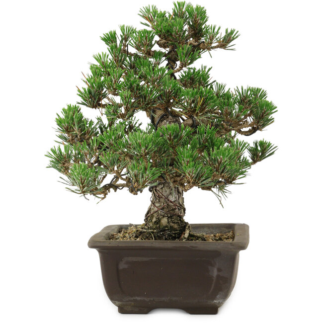 Pinus thunbergii Kotobuki, 27 cm, ± 35 years old, with a nebari of 4,5 cm