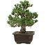 Pinus thunbergii Kotobuki, 27 cm, ± 35 anni, con nebari di 4,5 cm