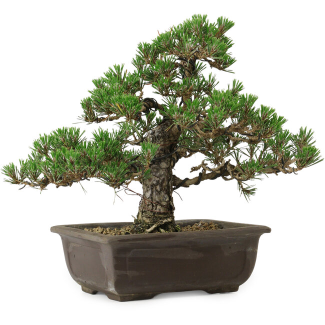 Pinus thunbergii Kotobuki, 27 cm, ± 35 anni, con nebari di 4,5 cm