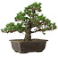Pinus thunbergii Kotobuki, 27 cm, ± 35 anni, con nebari di 4,5 cm