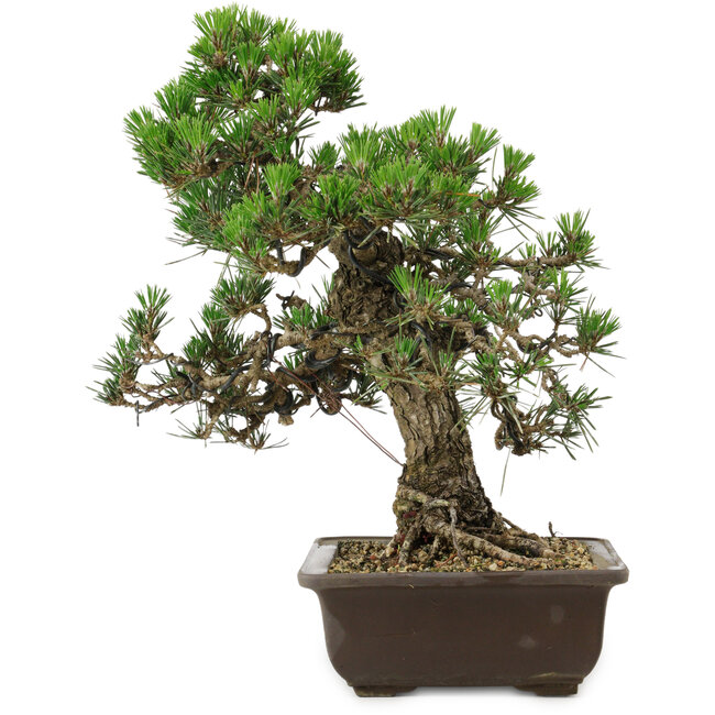 Pinus thunbergii Kotobuki, 34 cm, ± 30 anni, con nebari di 4,5 cm
