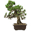 Pinus thunbergii Kotobuki, 34 cm, ca. 30 Jahre alt, mit einem Wurzelansatz von 4,5 cm