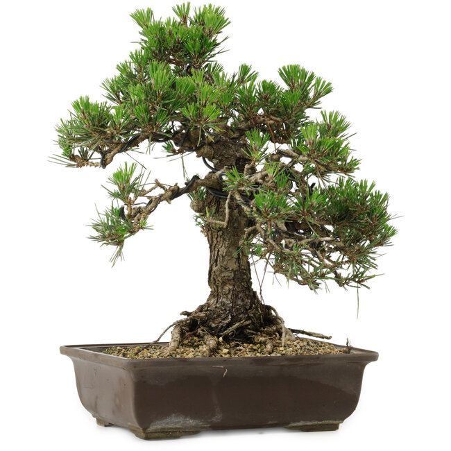 Pinus thunbergii Kotobuki, 34 cm, ± 30 años, con un nebari de 4,5 cm.