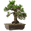 Pinus thunbergii Kotobuki, 34 cm, ± 30 years old, with a nebari of 4,5 cm