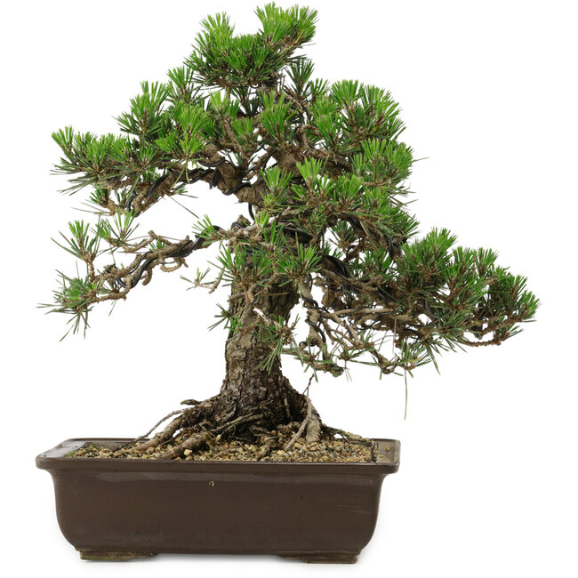 Pinus thunbergii Kotobuki, 34 cm, ± 30 years old, with a nebari of 4,5 cm