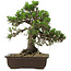 Pinus thunbergii Kotobuki, 34 cm, ± 30 ans, avec un nebari de 4,5 cm