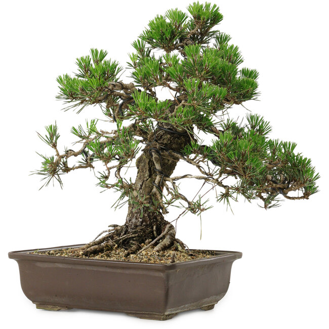Pinus thunbergii Kotobuki, 34 cm, ± 30 años, con un nebari de 4,5 cm.