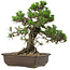 Pinus thunbergii Kotobuki, 34 cm, ± 30 anni, con nebari di 4,5 cm