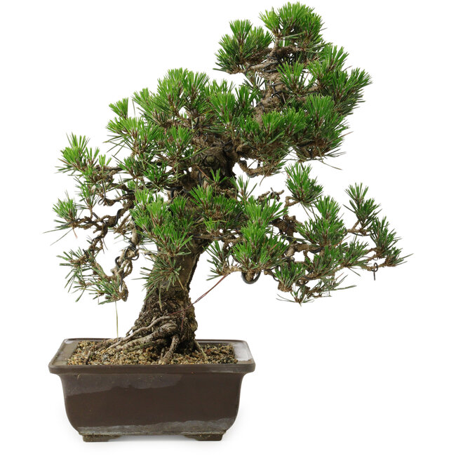Pinus thunbergii Kotobuki, 34 cm, ± 30 anni, con nebari di 4,5 cm