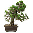 Pinus thunbergii Kotobuki, 34 cm, ± 30 years old, with a nebari of 4,5 cm