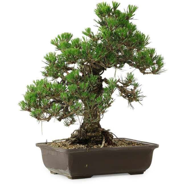 Pinus thunbergii Kotobuki, 34 cm, ± 30 años, con un nebari de 4,5 cm.