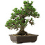 Pinus thunbergii Kotobuki, 34 cm, ± 30 jaar oud, met een nebari van 4,5 cm