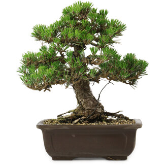 Pinus thunbergii Kotobuki, 27 cm, ± 30 años