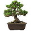 Pinus thunbergii Kotobuki, 27 cm, ± 30 años, con un nebari de 4,5 cm.