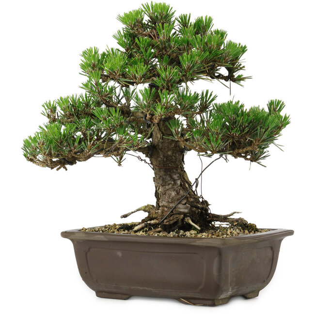Pinus thunbergii Kotobuki, 27 cm, ± 30 anni, con nebari di 4,5 cm