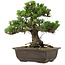 Pinus thunbergii Kotobuki, 27 cm, ± 30 years old, with a nebari of 4,5 cm