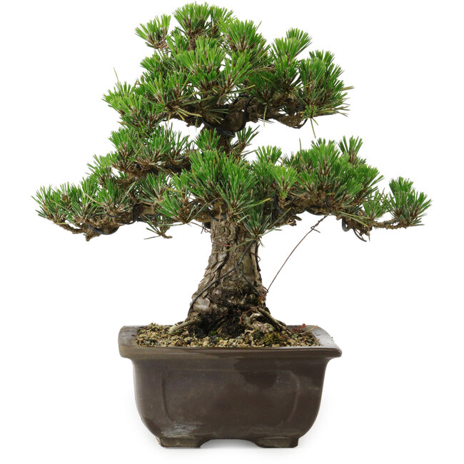 Pinus thunbergii Kotobuki, 27 cm, ± 30 years old, with a nebari of 4,5 cm