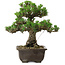 Pinus thunbergii Kotobuki, 27 cm, ± 30 anni, con nebari di 4,5 cm