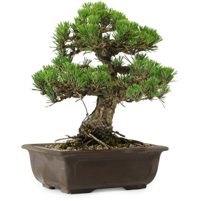 Pinus thunbergii Kotobuki, 27 cm, ± 30 years old, with a nebari of 4,5 cm