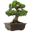 Pinus thunbergii Kotobuki, 27 cm, ± 30 jaar oud, met een nebari van 4,5 cm