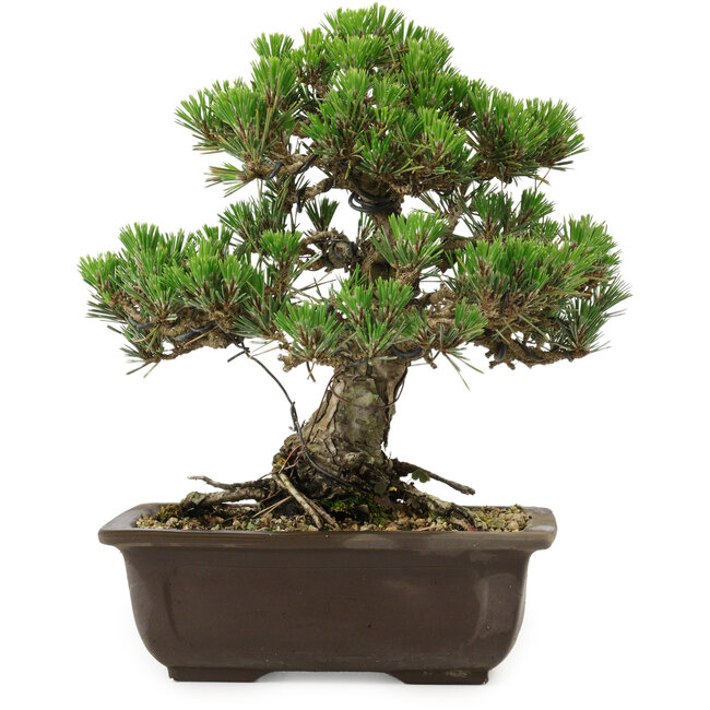 Pinus thunbergii Kotobuki, 27 cm, ± 30 anni, con nebari di 4,5 cm
