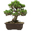 Pinus thunbergii Kotobuki, 27 cm, ± 30 anni, con nebari di 4,5 cm