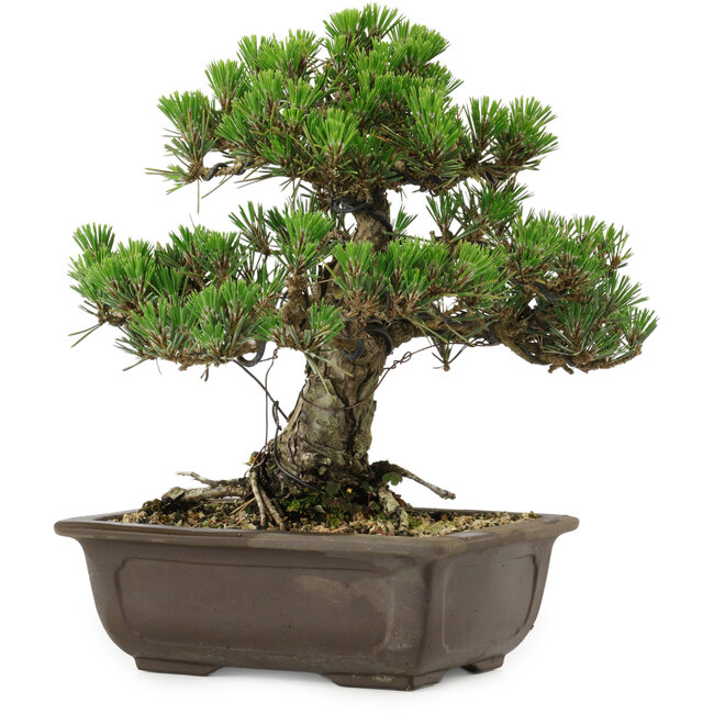 Pinus thunbergii Kotobuki, 27 cm, ± 30 años, con un nebari de 4,5 cm.